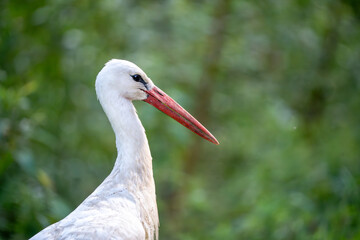 The white stork (Ciconia ciconia) is a large bird in the stork family, Ciconiidae. Its plumage is mainly white, with black on the bird's wings.