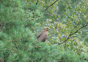 The common buzzard (Buteo buteo) rests on a pine branch