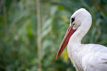 The white stork (Ciconia ciconia) is a large bird in the stork family, Ciconiidae. Its plumage is...
