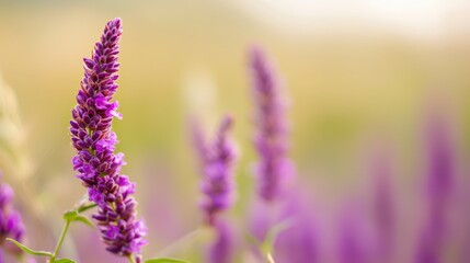 Obraz premium indistinct, purple-hued sky