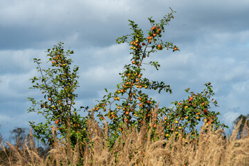 Malus sylvestris, the European crab apple, also known as the European wild apple or simply the crab apple, is a species of the genus Malus, native to Europe and western Asia.