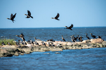 The great cormorant (Phalacrocorax carbo) colony rises from the rocks by the Estonian sea.