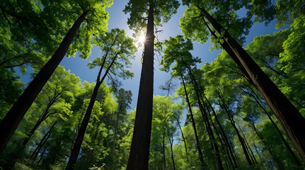 Looking Up Through A Dense Canopy Of Trees In A Forest