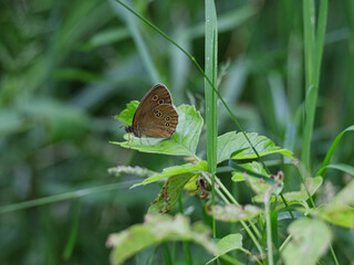 Schmetterling