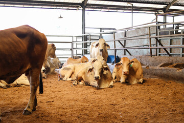 Beef Cattle Farming And Large Group Of Cows Domestic Animals Inside Cowshed