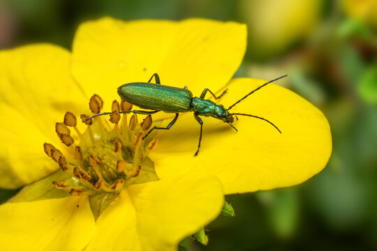 false blister beetle - Chrysanthia viridissima, beautiful metallic green beetle from European meadows and gardens, Zlin, Czech Republic.