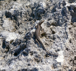 The filfola lizard (Podarcis filfolensis) basking in the sun on the rocks, Bulgaria
