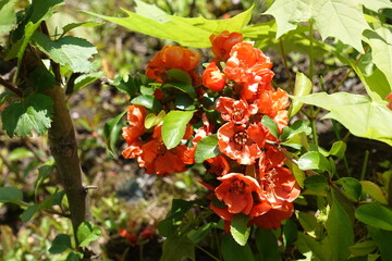 Bright orange flowers of Chaenomeles japonica in mid May