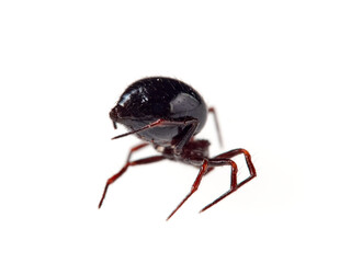 Red and black spider with a very large abdomen on a white background. Spider genus Zodarion