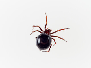 Red and black spider with a very large abdomen on a white background. Spider genus Zodarion