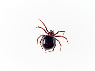 Red and black spider with a very large abdomen on a white background. Spider genus Zodarion
