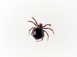 Red and black spider with a very large abdomen on a white background. Spider genus Zodarion