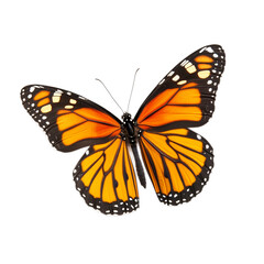 Naklejka premium Vivid orange monarch butterfly gently resting isolated on transparent background 