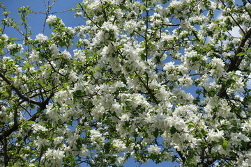 Abundant white flowers of apple tree against blue sky in May