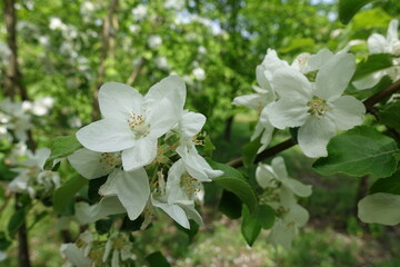 Apple tree blossom in mid May (close up)