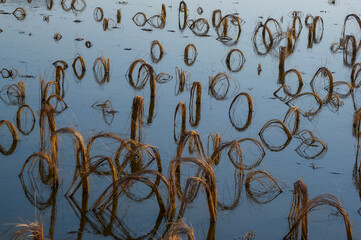 Rotten remains of corn stalks on a flooded field in the evening at sunset