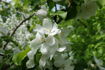 Bloom of apple tree in mid May