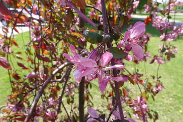 Close view of pink flowers of crab apple in mid May