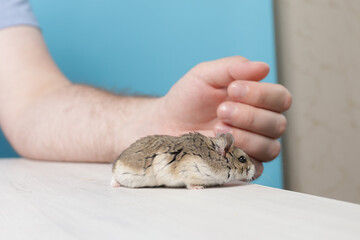 The owner plays with the hamster, the fluffy animal runs in circles, the grey pet is playful.