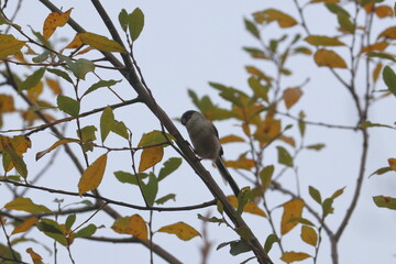 garden bird