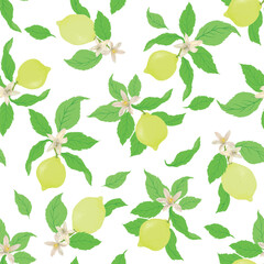 Lemon citrus vector pattern. Botanical vector illustration. Summer background. Floral design.	
