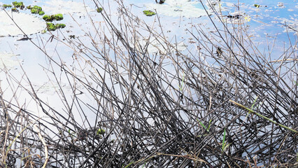 Deciduous stems of plants aside the lake