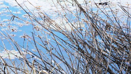 Deciduous stems of plants aside the lake
