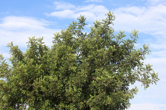 canopy of carob tree against blue sky