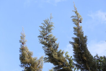 branches of cupressus sempervirens on blue sky