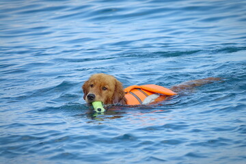 Dog swimming at a dog beach in Italy