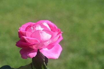 Fototapeta premium delicate rose, beautiful blossoming flower, 2