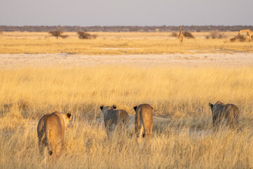 A pride of lions stalking a giraffe grazing in the distance in the dry grassland of Etosha. 
