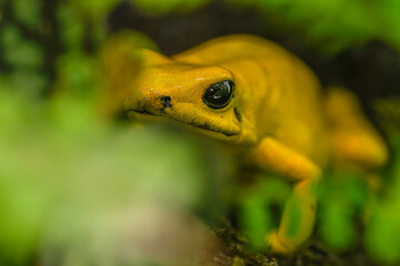 The world's most poisonous frog, Phyllobates terribilis, the golden dart frog