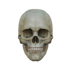 3d Render of Stylized Skull