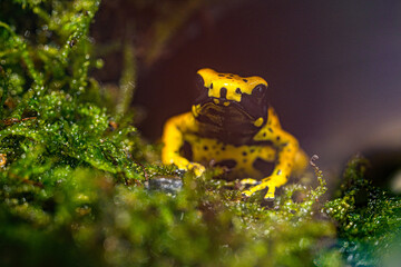 The yellow-banded poison dart frog, Dendrobates leucomelas, bumblebee frog