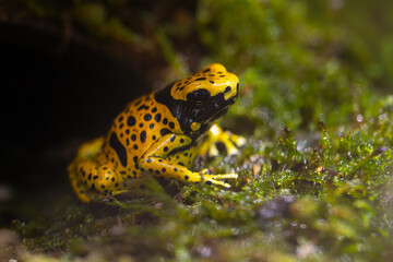 The yellow-banded poison dart frog, Dendrobates leucomelas, bumblebee frog