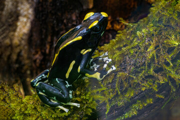 The most variably colored and largest species of frogs, Dendrobates tinctorius