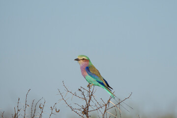 A beautiful Lilac-breasted Roller sitting on a branch with blue sky as background, Kruger National Park. 