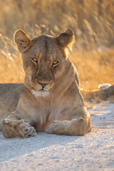 Closeup of a lioness laying in the dirt road in Etosha National Park. 