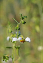 Beautiful close-up of loasa vulcanica