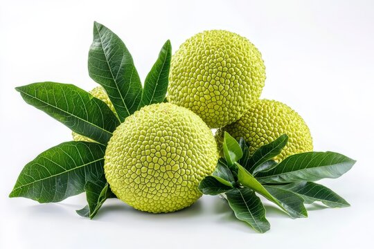 Fresh green osage orange fruits with vibrant green leaves isolated on a clean white background.
