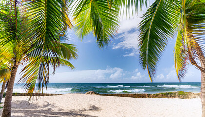 palm tree on the beach