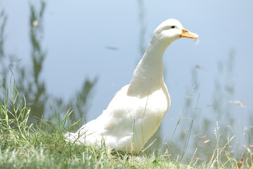 a black swan is swimming in the water with the word the on it