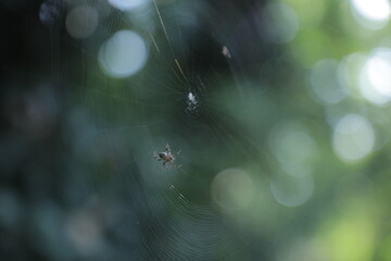a spider is hanging on a spider web.
