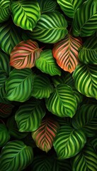 Obraz premium Colorful leaves