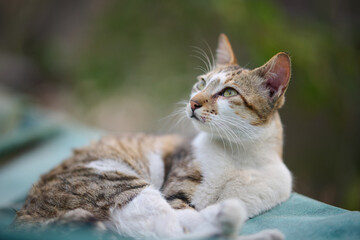 A cute stray cat in Cha Kwo Ling, Hong Kong 