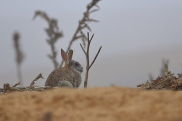 rabbit