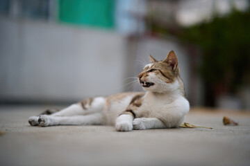 A cute stray cat in Cha Kwo Ling, Hong Kong 