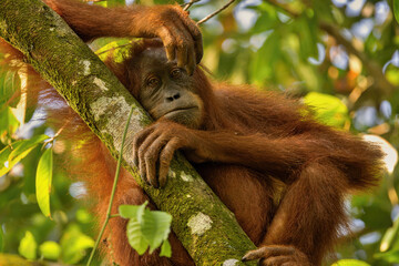 Sumatran orangutan in its whole beauty. Amazing sumatran jungle. Beautiful sumatran wildlife. Adventure paradise. Rare  and endangered species. Pongo abelii.