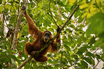 Sumatran orangutan in its whole beauty. Amazing sumatran jungle. Beautiful sumatran wildlife. Adventure paradise. Rare  and endangered species. Pongo abelii.